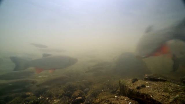 gl001 смотреть онлайн