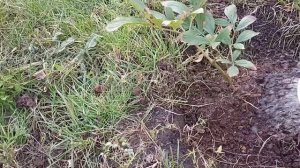 Пересадка пиона осенью.