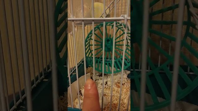 Как отучить хомяка писать в домик и приучить к туалету смотреть онлайн