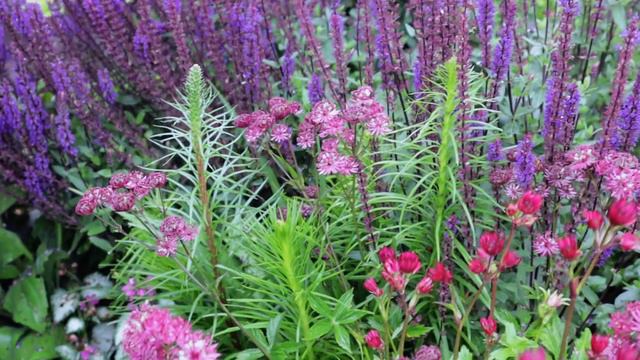 Drought Tolerant Plant Picks смотреть онлайн