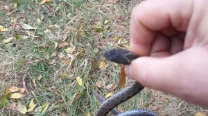 ЗМЕЯ - ГАДЮКА СТЕПНАЯ, ЗМЕИ ЕЩЕ НЕ СПЯТ БУДЬТЕ ОСТОРОЖНЫ 24.10.2015 пос.Днепровский КПК. MAH