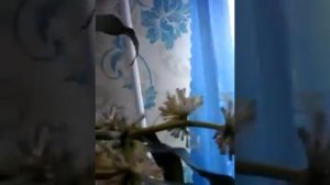 ДРАЦЕНА.ЦВЕТЕНИЕ.ПРИМЕТЫ..mp4