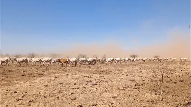 Victoria River Downs NIAPP 2019 YouTube смотреть онлайн