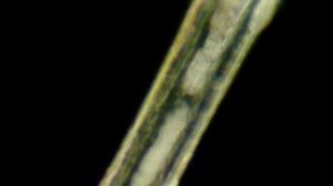 Шерсть кошки и волос человека под микроскопом