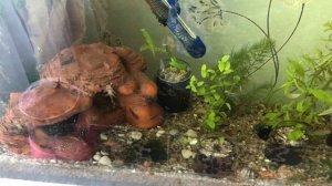 Заболели анциструсы