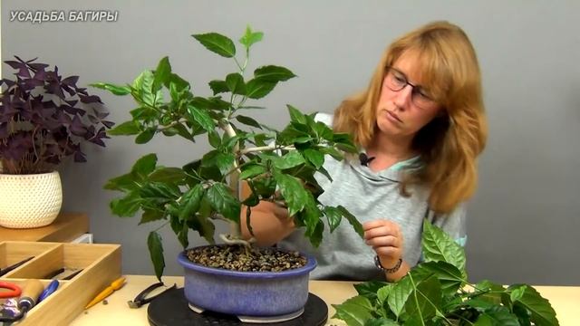 Бонсай из гибискуса (ч.8). смотреть онлайн