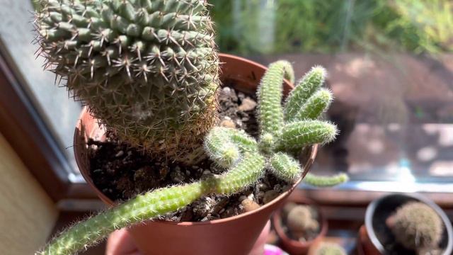 Если вы не любите кактусы, попробуйте их выращивать. смотреть онлайн