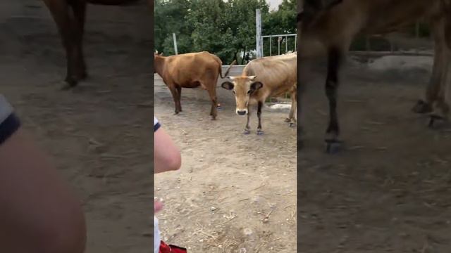 Дагестан , Ирганайская ГЭС, лес в селении Ансалта Ботлихский район. смотреть онлайн