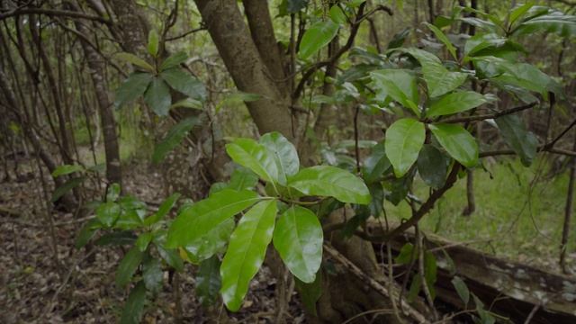 Hoʻawa (Cheesewood) Pittosporum hosmeri смотреть онлайн