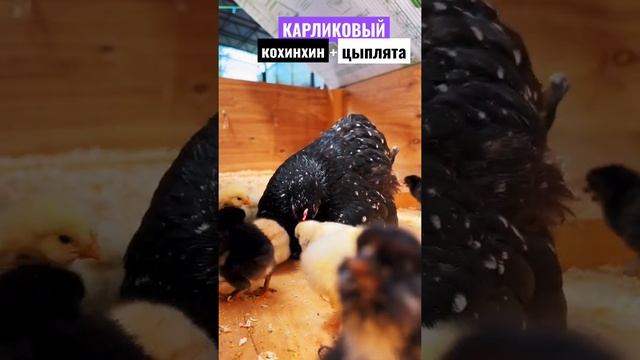 Квочка водит цыплят! Карликовый кохинхин! Декоративные породы кур! #куры #курятник #несушки