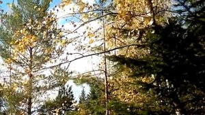 ОСЕНЬ, БЕРЁЗЫ, ОСЕННИЙ ЛЕС... ВЕТКИ ДЕРЕВЬЕВ НА ФОНЕ НЕБА. ФУТАЖИ ДЛЯ ВИДЕОМОНТАЖА.