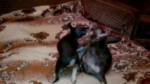 той терьер загрыз щенка