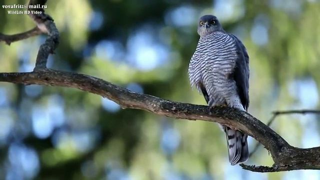 Accipiter nisus (Eurasian Sparrowhawk, Ястреб перепелятник. Гнездование. 2015) Moscow HD