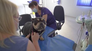 Собаке пора рожать! Едем в ветеринарную клинику! ? Сейчас всё узнаем!