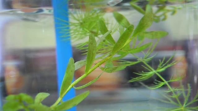 Nikon P7000 720p動態錄影 смотреть онлайн