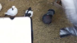 #Pigeons.Жёлтая пробка у голубей.