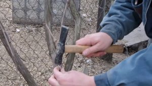 I 6 Прививка лозы Винограда Дрелью Итальянская на Ствол Grafting vine Grape with DRILL 20210324