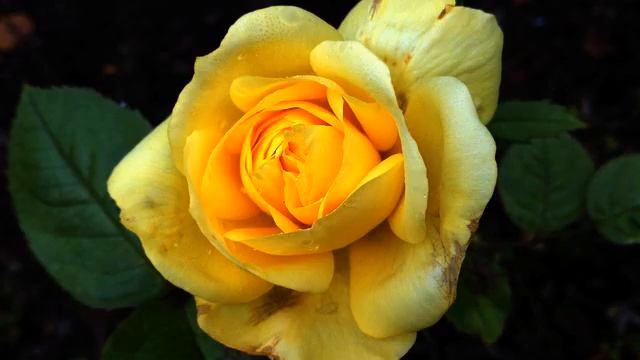 Лучшая русская песня и цветы в хорошем качестве смотреть онлайн