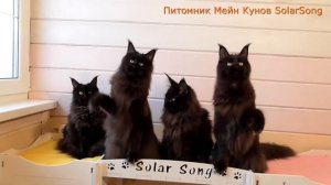 Роскошные чёрные кошки Мейн Кун свободны и ждут мам!