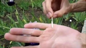 ОПЫЛЕНИЕ ИРИСОВ - легко!