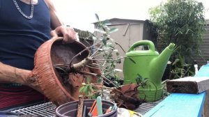 Making a Bonsai from a Green Island Ficus start to finish