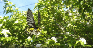 Бабочки и другие насекомые.Музыкальный Видеоклип.