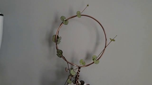Houseplant Appreciation Day Home Tour! смотреть онлайн