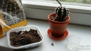 ?Размножение Гимнокалициума Детками./У маленького гимнокалициума -  детка!!!
