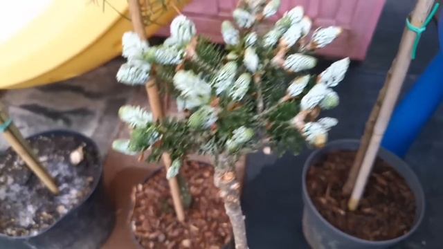 ?Большая распаковка!? Новинки редких хвойных вкусняшек в моём саду! ??1 июля 2023г