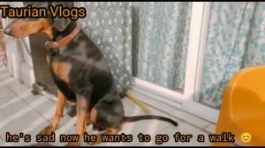 Doberman Breed | Funny Dog | Taurian Vlogs