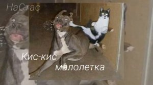 🎁Кис-Кис малолетка ( feat kis kis) (sloved + reverb )🎁