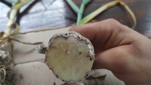 Как ПРАВИЛЬНО определить сроки уборки чеснока. Открытие брони.