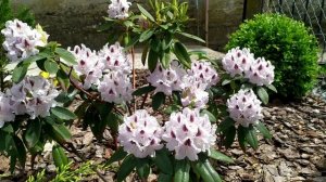 rhododendron Kalsap          рододендрон Кальсап