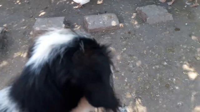 Щенок с улицы//История появления Щенка в семье смотреть онлайн