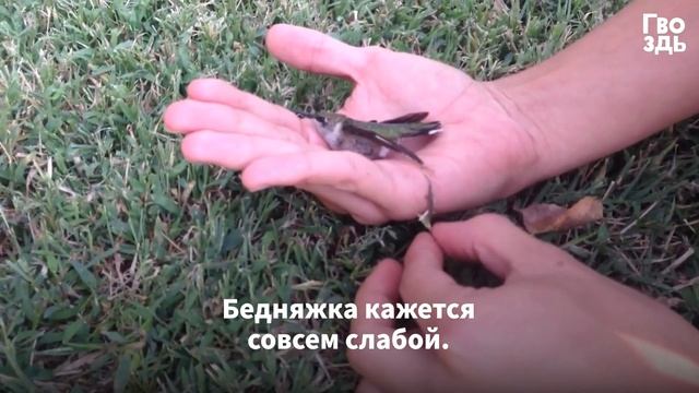 Птичка Намертво Прилипла к Земле. Вот Почему Нельзя Бросать Жвачки под Ноги! смотреть онлайн