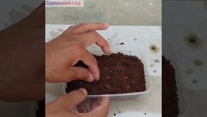 Как вырастить АРБУЗ ? из косточки дома.