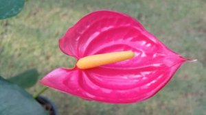 anthurium wagawa | ඇන්තූරියම් වර්ග විකිණීමට | anthurium plants | bankok anthurium flower plant