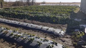 Заготовка рассады на будущий год. Хранение методом фриго.