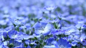 "СИБИРСКИЙ ЛЕНОК"  Шувалова Светлана