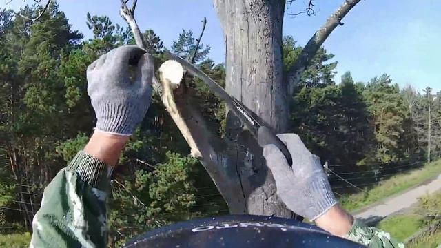 Взял опасную работу. Дерево гнилое!!!
