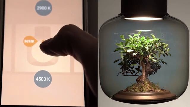 Лампа террариум от студии Nui смотреть онлайн