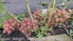 ДЕЯ виноград