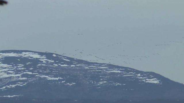 Охота на гусей весенняя в Охотском районе Хабаровского края.