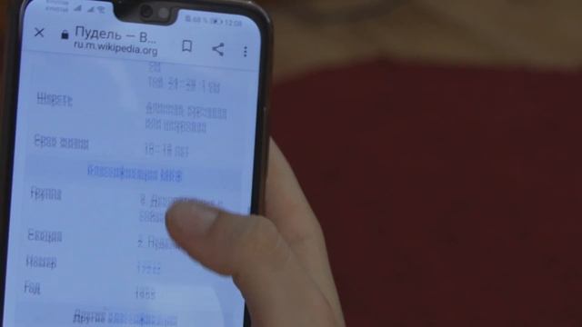 Пудель это еще не человек но уже не собака. О породе пудель рассказывают Илья и Максим. смотреть онлайн