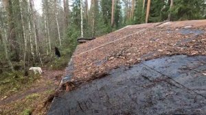 Сапоги, собака, тайга #13