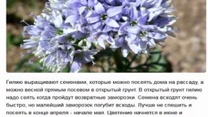 Гилия. Голубые помпоны в саду.