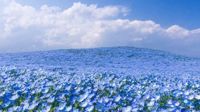 28 января приметы и заговоры.Павлов день.