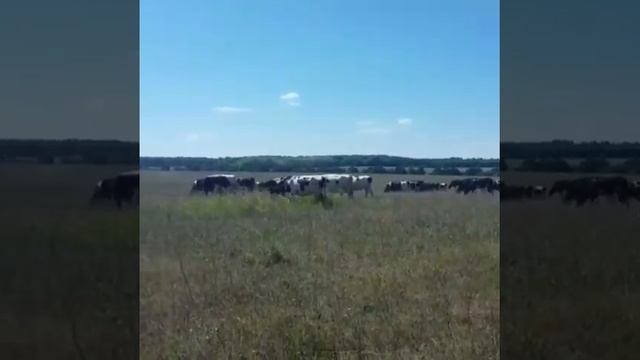 Нетели 50 голов на продажу. Стельность 6 месяцев. Черная Пестрая порода. смотреть онлайн