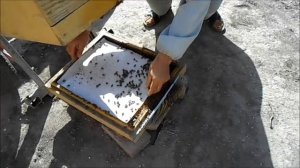 Как сработали полоски Экопол