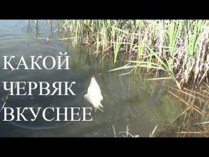 На Какого Червя Лучше Клюёт. Ловля КАРАСЯ на Резинку